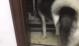 二哈爆料视频大全最新,萌宠日常，笑料横生