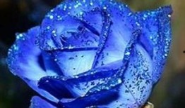 爆料蓝色妖姬视频下载免费,免费下载高清视频的神奇之旅