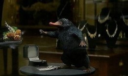 神奇动物空间爆料视频,神秘生物齐聚，奇幻世界一探究竟