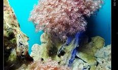 珊瑚在线观看,探索海洋奇观，畅游虚拟海底世界