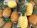 菠萝最新爆料视频,揭秘娱乐圈幕后真相
