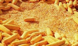 鹭岛爆料玉米肠视频网页,揭秘玉米肠制作过程，带你走进美食背后的秘密