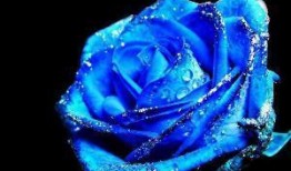 爆料蓝色妖姬视频下载免费,免费下载高清视频的神奇之旅