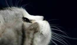 娱乐吃瓜酱神仙猫