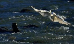 白鹭夺宝爆料视频大全,揭秘宝藏背后的神秘故事