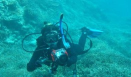 珊瑚在线观看,探索海洋奇观，畅游虚拟海底世界