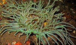 珊瑚在线观看,探索海洋奇观，畅游虚拟海底世界