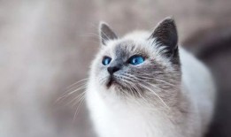 娱乐吃瓜酱丹麦猫咪