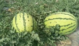 桂林吃瓜最新事件爆料,揭秘背后真相与网络热议