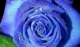 爆料蓝色妖姬视频下载免费,免费下载高清视频的神奇之旅