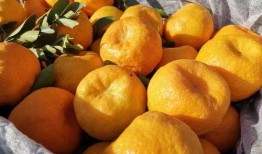 抖音卖花网红吃瓜,揭秘花界幕后故事与网红圈八卦