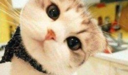 娱乐吃瓜酱神仙猫