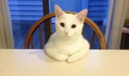 娱乐吃瓜酱神仙猫