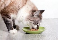 娱乐吃瓜酱丹麦猫咪